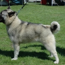 Norwegian Elkhound Grey